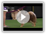 Finnish Lapphunds | Breed Judging 2020